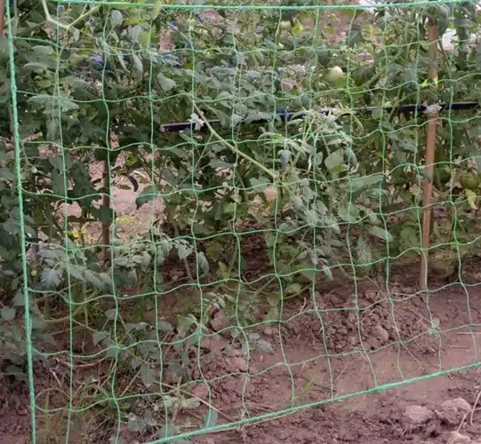 Növényháló futónövények támogatására – 2 x 20 m (WNDR23980) - Image 3