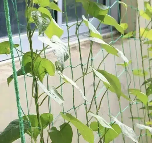 Növényháló futónövények támogatására – 2 x 20 m (WNDR23980) - Image 4