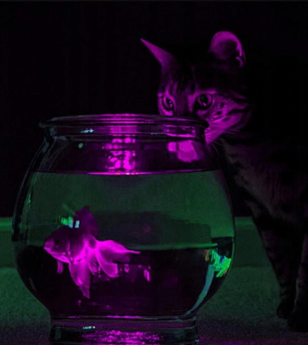 2 db Vízálló RGB LED lámpa távirányítóval (WNDR16315) - Image 5